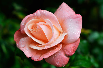 Close-up of wet rose blooming at park