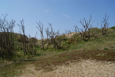 Plants growing on field against sky