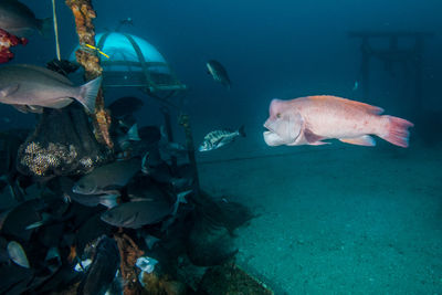 Fish swimming in sea