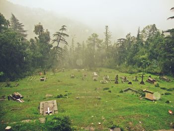 Flock of sheep on grassy field