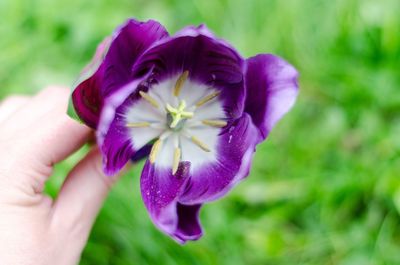Close-up of hand holding purple flower