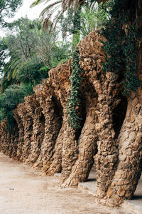 Rock formations in a forest