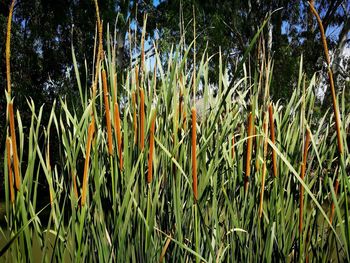 Close-up of plants growing on field