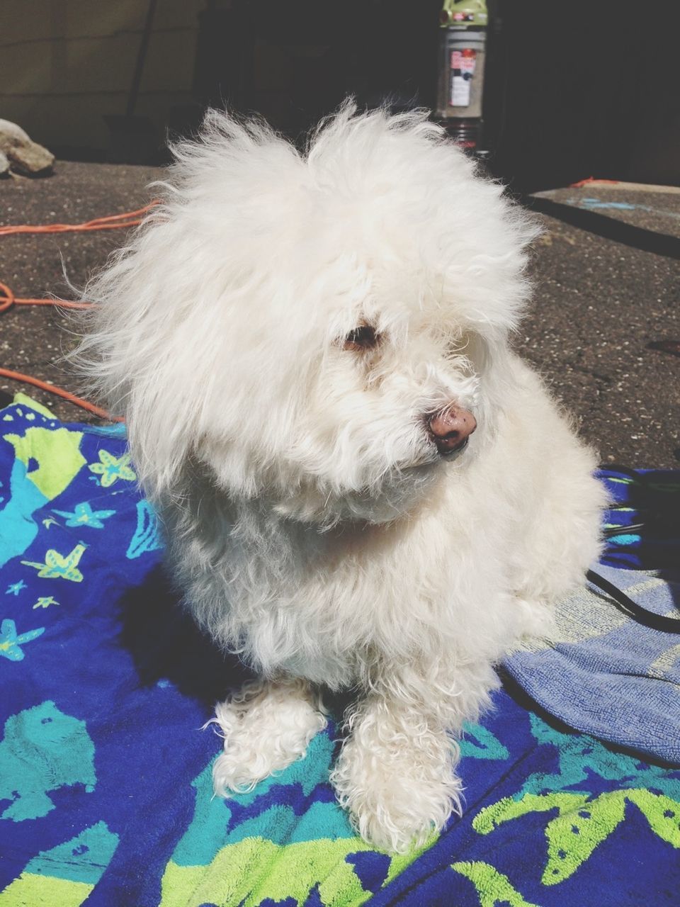 one animal, domestic animals, animal themes, dog, pets, mammal, animal hair, animal head, close-up, white color, pampered pets, indoors, portrait, high angle view, relaxation, loyalty, sitting, zoology, looking away, animal body part