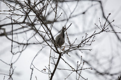 Low angle view of bird perching on tree