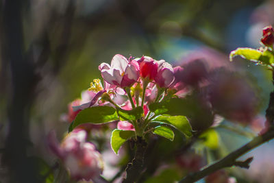 Close-up of pink flowering plant