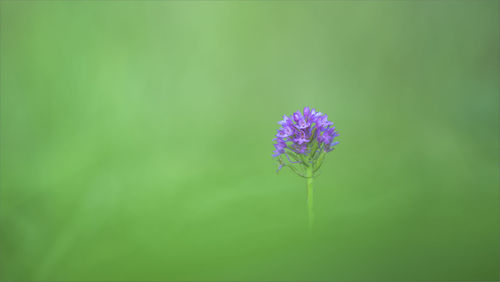 Close-up of purple flower