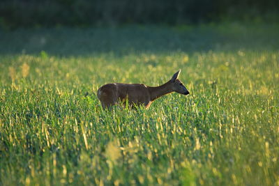 Deer standing on grassy field