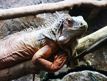 Close-up of lizard on rock