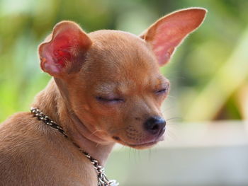 Close-up of dog looking away