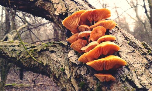 Close-up of mushroom in forest