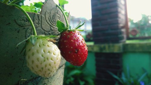 Close-up of strawberry growing on plant