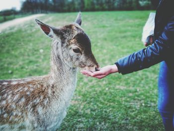 Close-up of hand feeding deer on field