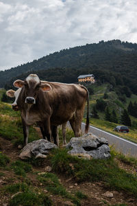 Cows in a farm