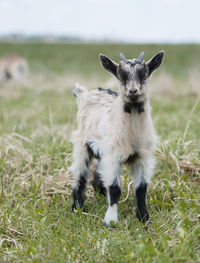 Close-up portrait of sheep on field