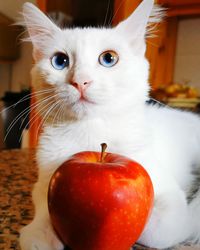 Close-up of a cat