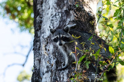 Young raccoon procyon lotor marinus forages for food in naples florida among the forest.