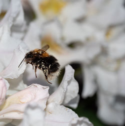 Close-up of bee on white flower