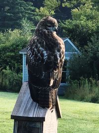 Bird perching on wooden post in field