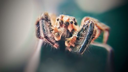 Close-up of spider