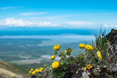 Yellow flowering plant on field by sea against sky