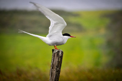 Close-up of bird flying over wooden post