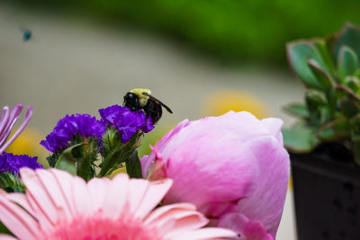 Close-up of insect pollinating on pink flower