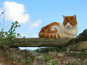 Cat sitting on stone outdoors
