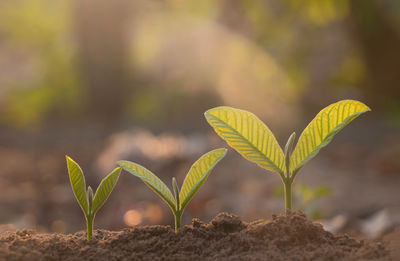 Close-up of plant growing on field