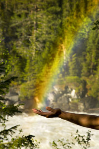 View of person hand against trees in forest