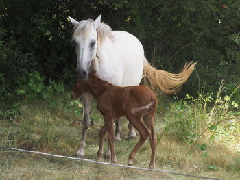 Horse standing in ranch