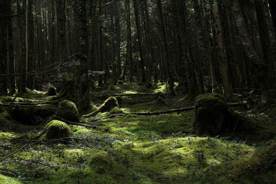 Trees in forest