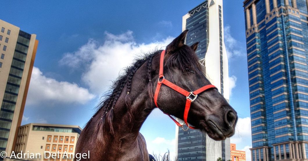 mammal, domestic animals, domestic, animal, animal themes, livestock, built structure, building exterior, city, one animal, architecture, pets, sky, day, horse, building, no people, low angle view, animal body part, nature, office building exterior, animal head, outdoors, herbivorous, skyscraper