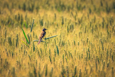 Close-up of wheat growing in field