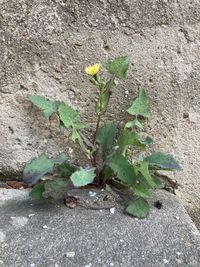 High angle view of plant growing on wall