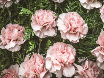 High angle view of pink roses