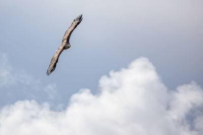 Low angle view of eagle flying in sky