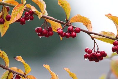 Close-up of red berries growing on tree