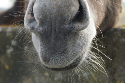 Close-up portrait of a horse