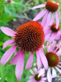 Close-up of purple coneflower blooming outdoors