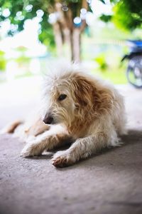 Close-up of dog resting