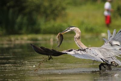 Birds flying over lake