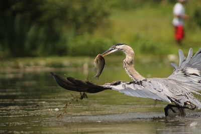 Blue heron flying over lake with fish in its mouth