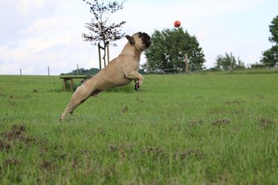 Cat playing with ball in field against sky