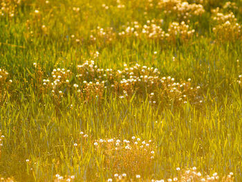 Full frame shot of flowers