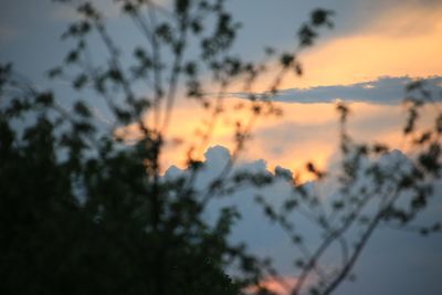 Close-up of tree against sky at sunset