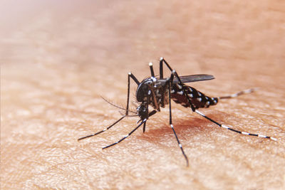 Striped mosquitoes are eating blood on human skin.