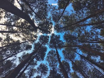 Low angle view of trees in forest against sky