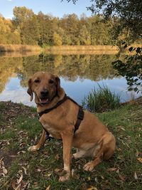 Dog standing on field by lake