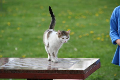 Cat on grass